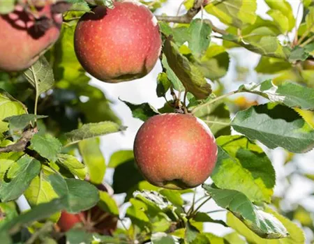 Apfelbäume richtig pflanzen und pflegen – so klappt es Apfelbäume richtig pflanzen und pflegen – so klappt es