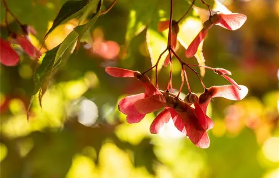 Herbstzauber – wie Pflanzen im Herbst den Garten schmücken Herbstzauber – wie Pflanzen im Herbst den Garten schmücken