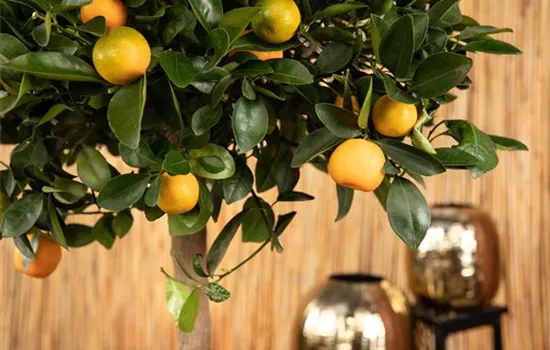 Mediterrane Pflanzen – den Süden in den Garten holen Mediterrane Pflanzen – den Süden in den Garten holen