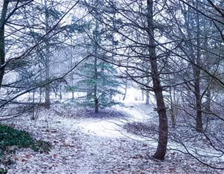 Pflanzen überwintern – der kalten Jahreszeit trotzen Pflanzen überwintern – der kalten Jahreszeit trotzen