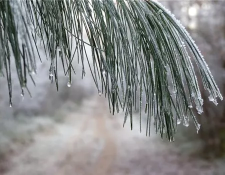 Winterschutz für Gehölze – Wie Bäume und Sträucher gut über den Winter kommen Winterschutz für Gehölze – Wie Bäume und Sträucher gut über den Winter kommen