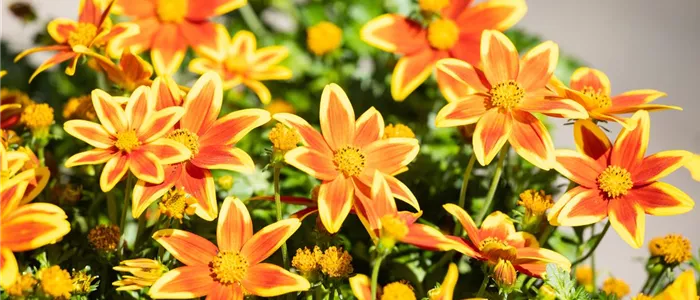 Bidens ferulifolia