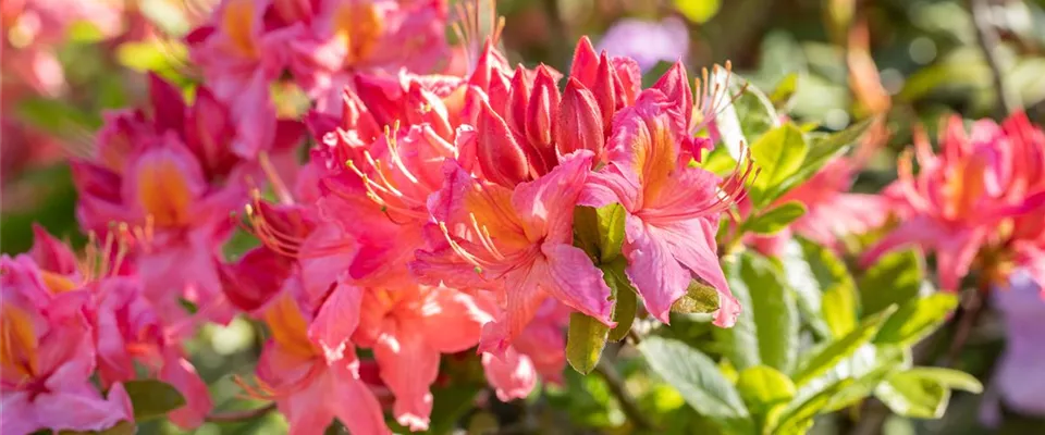 Rhododendron luteum 'Tunis'