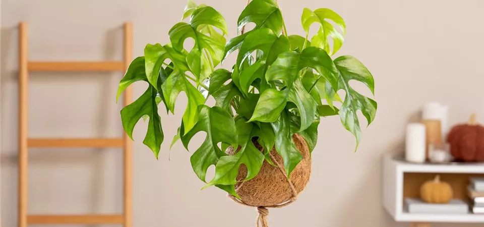 Philodendron 'Minima'