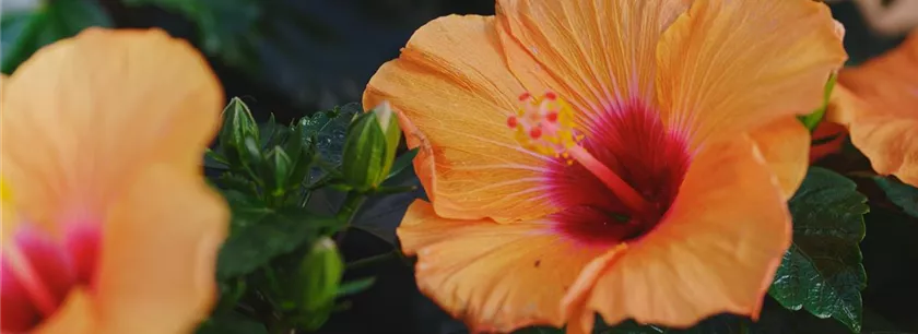 Hibiskus